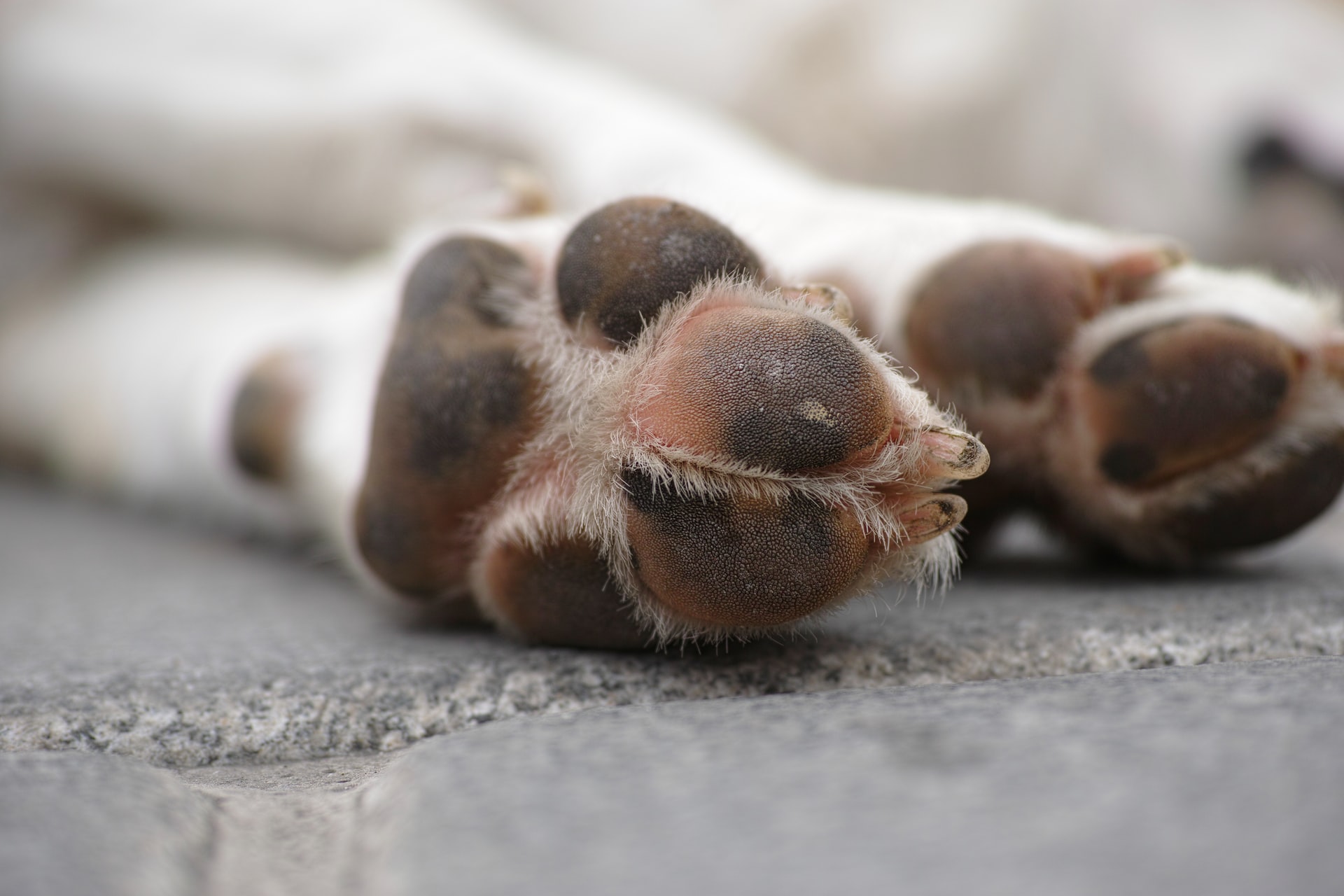 what does frostbite look like on dogs paws